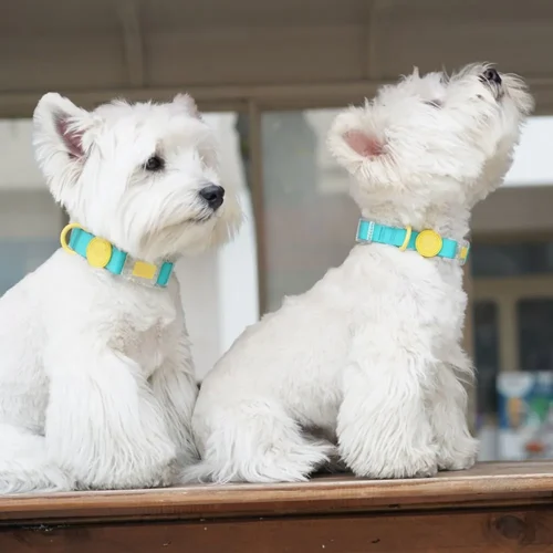 Waterproof Dog Collar light blue color
