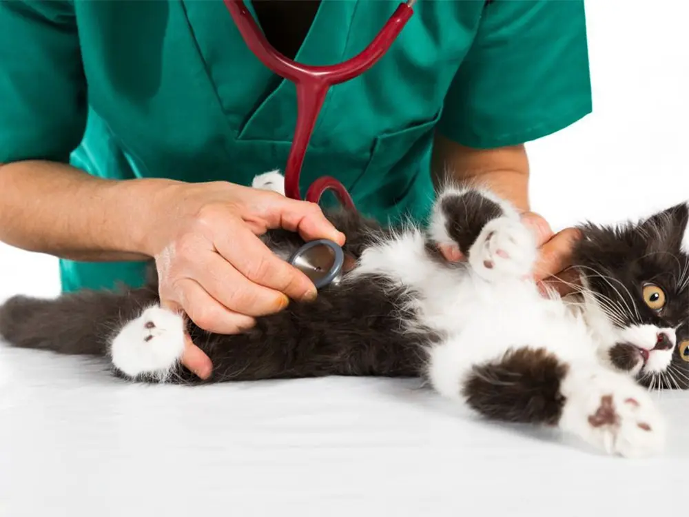 veterinary_clinic