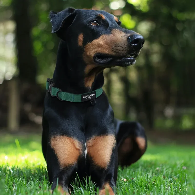 heavy duty strong nylon outdoor combat dog collar wear on real dog display