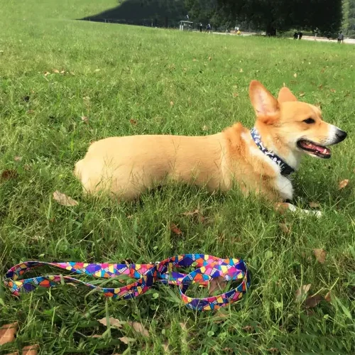 eco fabric nylon adjustable private label dog leash collars