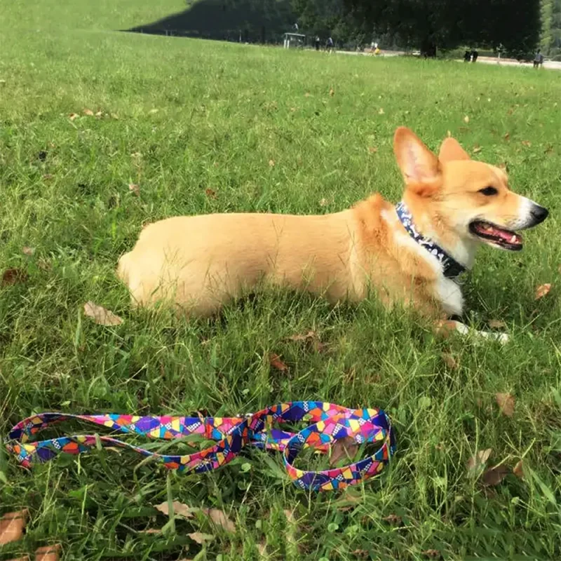 eco fabric nylon adjustable private label dog leash collars