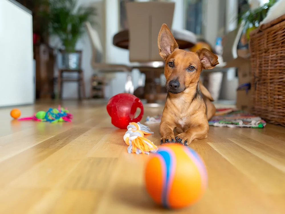How to Choose the Perfect Toy for Your Pet’s Personality