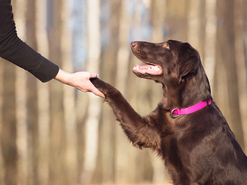 how to leash train your dog
