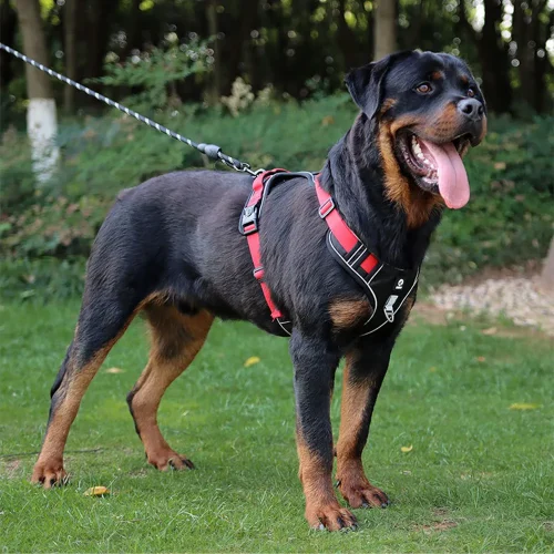 truelove training harness walking dog vest wear on dog