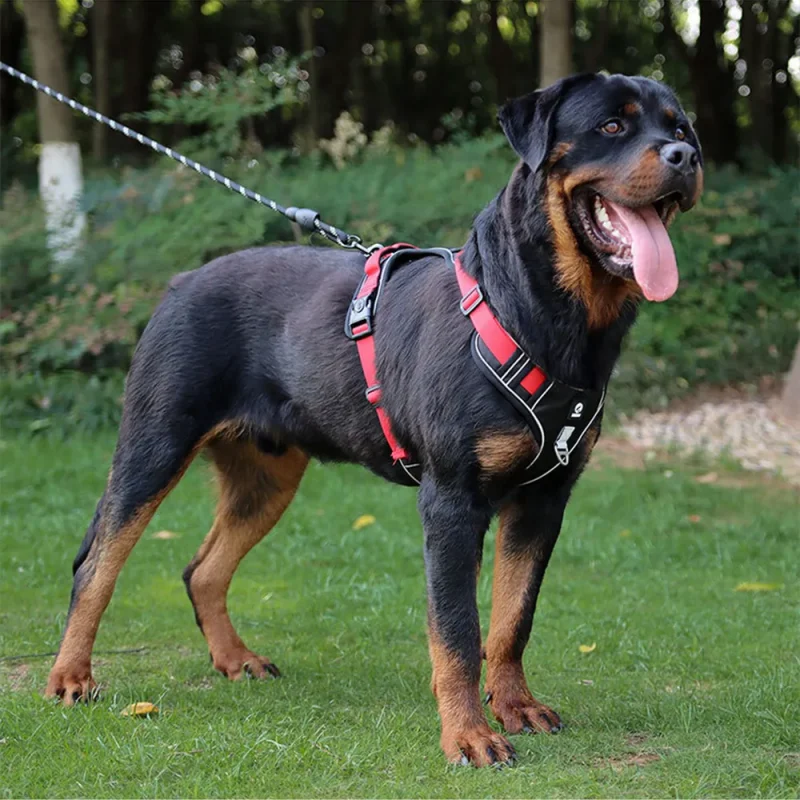 truelove training harness walking dog vest wear on dog