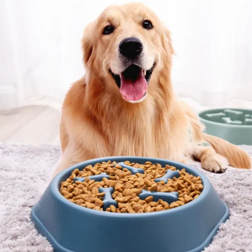slow eating healthy feed dog bowl