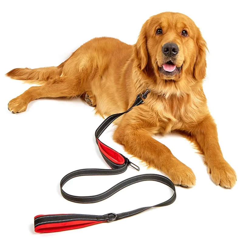 training collar and leash