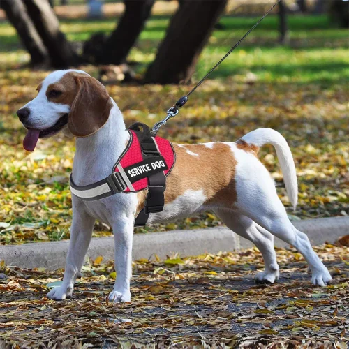 adjustable servise dog vest no pull harness on dog