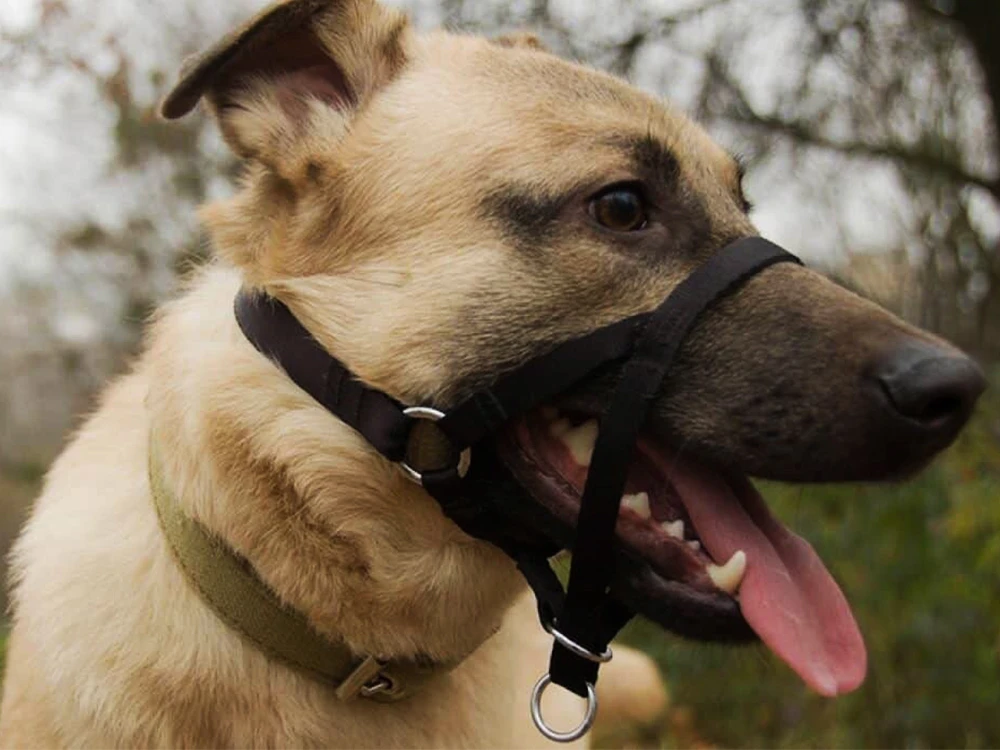 Harnesses and Head Halters