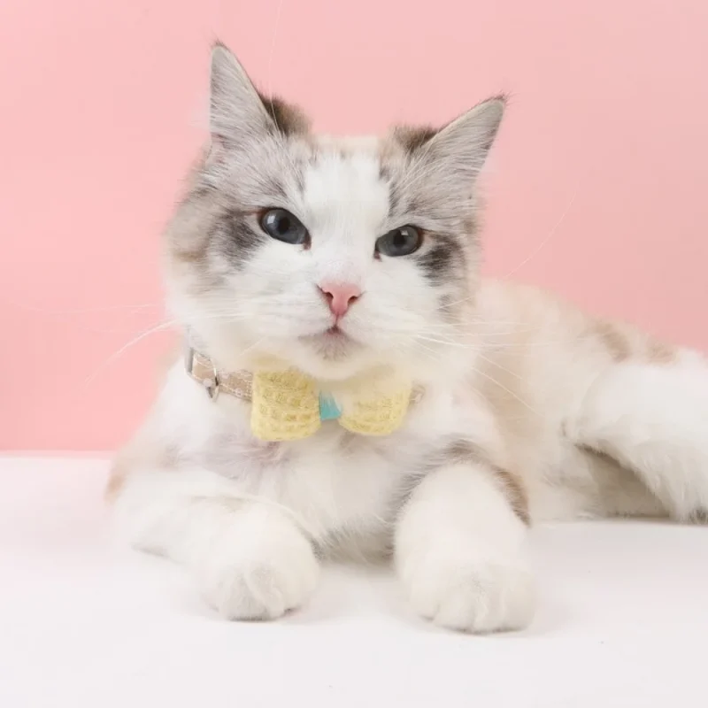 cute cat pet with collar