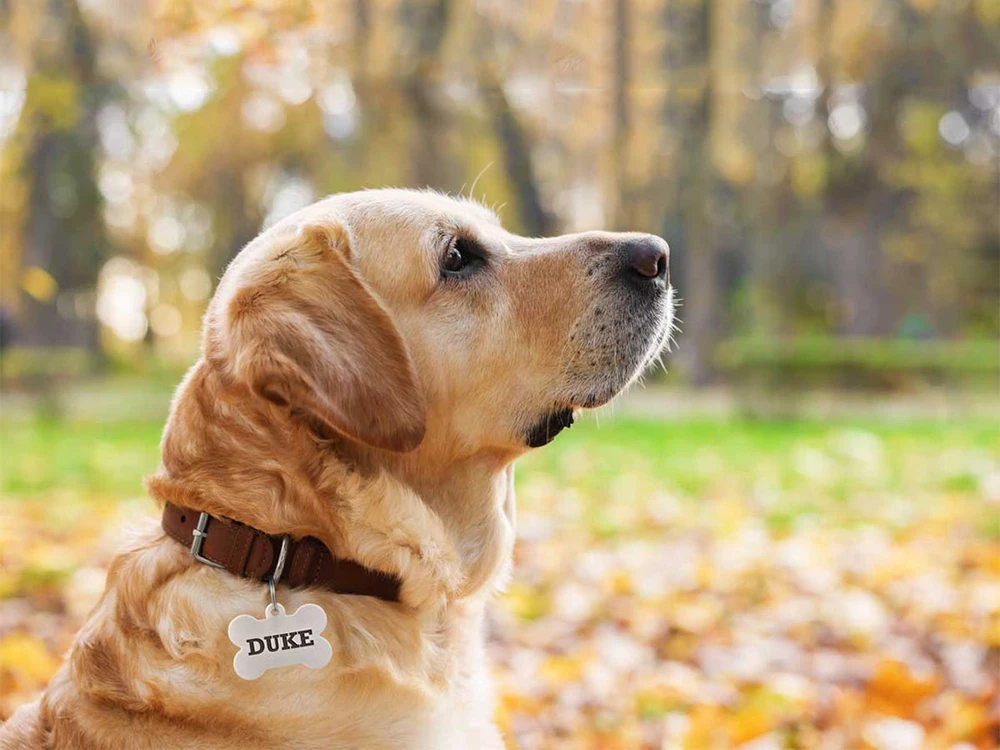 Why is it Essential to Have ID Tags For Your Pets?