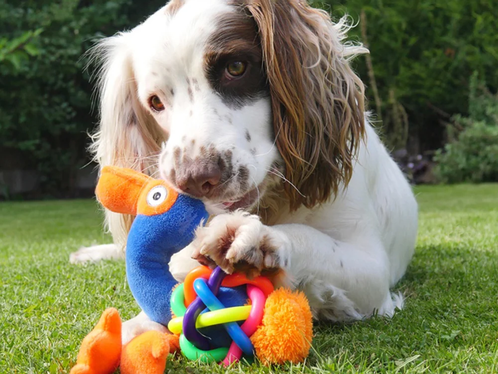 The 4 Types of Dog Toys You Need to Buy