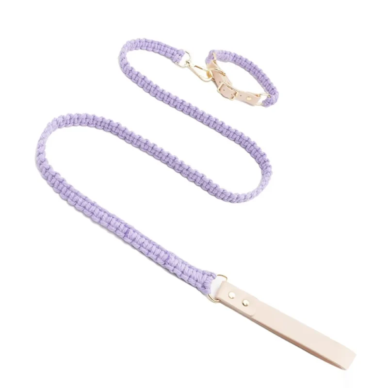 purple leash and collar