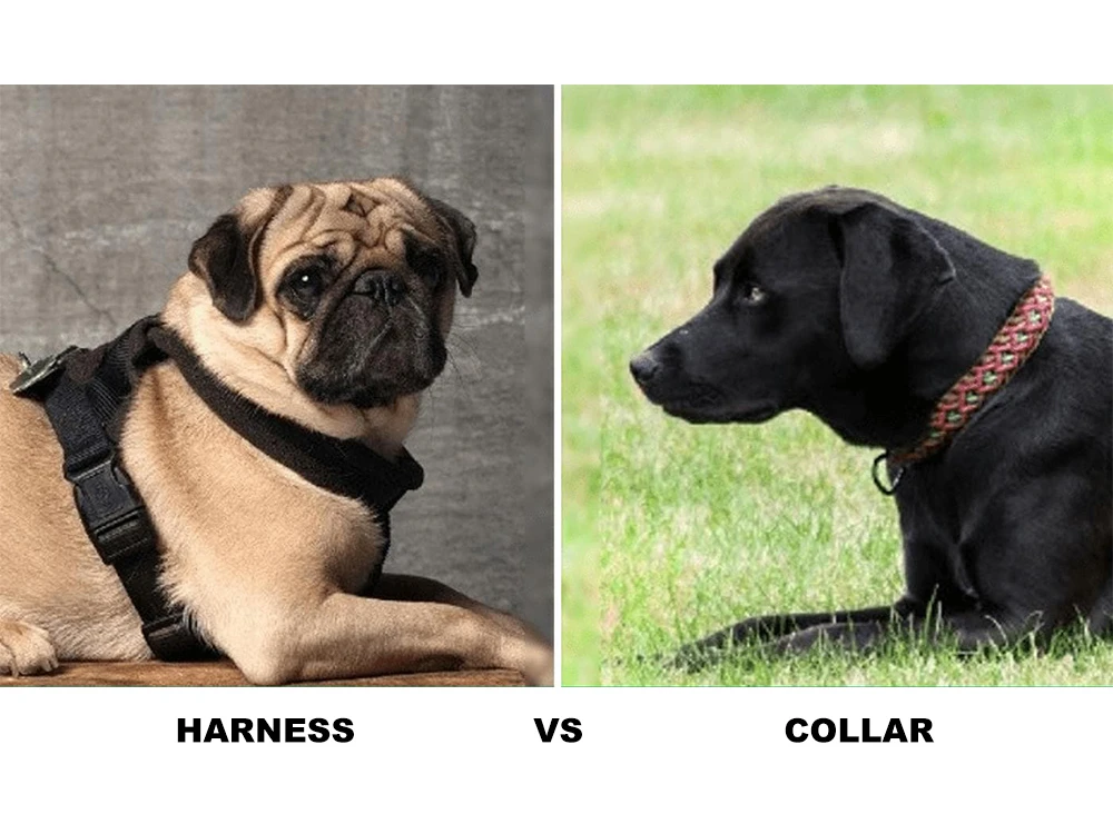 Harness Vs. Collar: Which is Right for Your Dog?