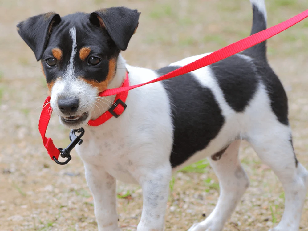 7 Tips to Stop Your Dog from Biting Its Leash