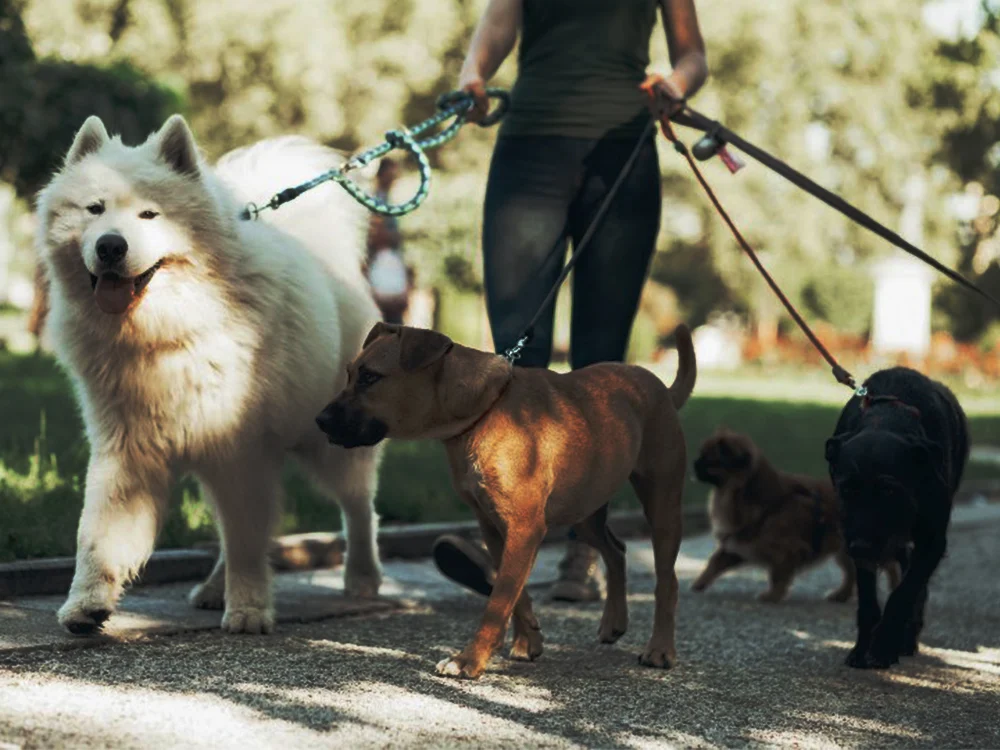 Mastering Loose-Leash Walking: A Guide to Enjoyable Walks with Your Dog