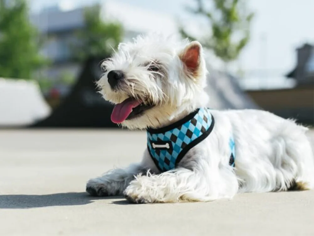 how to choose a harness- dog and puppy