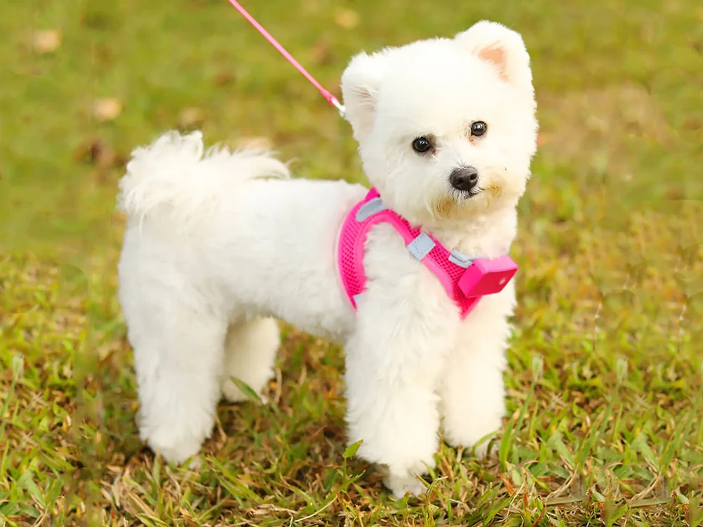 the best collars for small dog breed