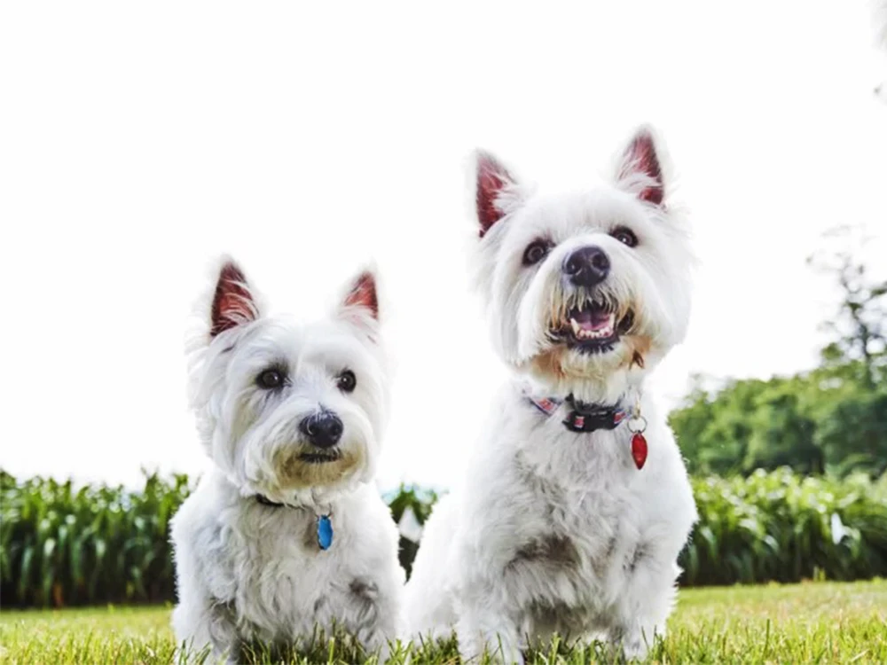 How Tight Should a Dog Collar Be?