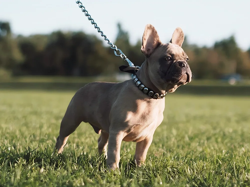 The best collars for small dog breeds