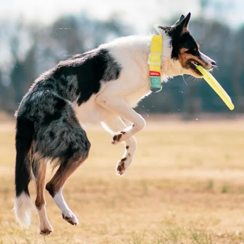 dog model display