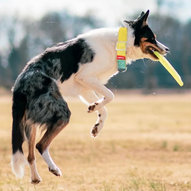 dog model display
